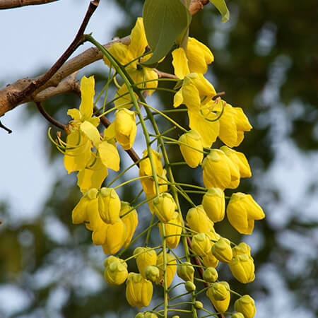 Amaltas Plant